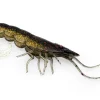 TackleWest Soft Plastic Lures|Flies<Chasebaits Curly Prawn 60