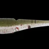 TackleWest Soft Plastic Lures|Flies<Daiwa Bait Junkie Flick 295