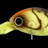 Daiwa Flies|Fishing Lures<Infeet Rolling Crank DR