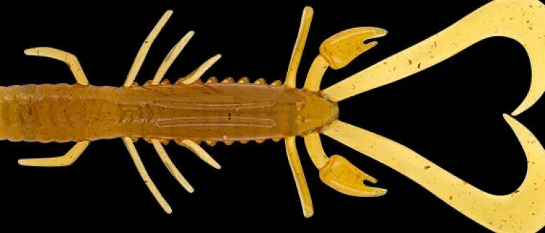 TackleWest Soft Plastic Lures|Flies<Daiwa Bait Junkie Risky Critter