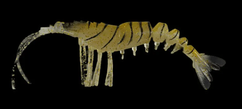 TackleWest Soft Plastic Lures|Flies<King Brown Killer Prawn