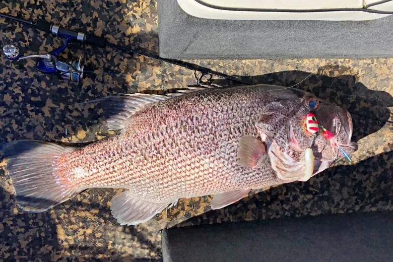 Vexed Jigheads|Flies<Dhu Bomb