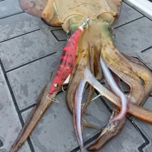 TackleWest Squid Jigs|Flies<Yamashita Egi OH F 2.0