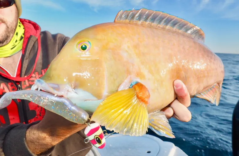 TackleWest Soft Plastic Lures|Flies<Zman Swimmerz 6